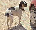 Πάρος: Έλυσε τα πόδια του σκύλου μετά την δημοσιοποίηση της κακοποίησης του ζώου…