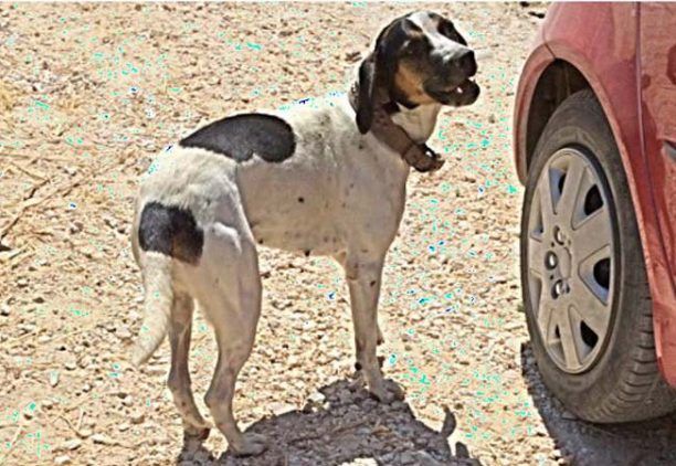 Πάρος: Έλυσε τα πόδια του σκύλου μετά την δημοσιοποίηση της κακοποίησης του ζώου…