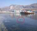 Βρήκε 2 γάτες νεκρές μέσα στην θάλασσα στο λιμάνι της Τελένδου