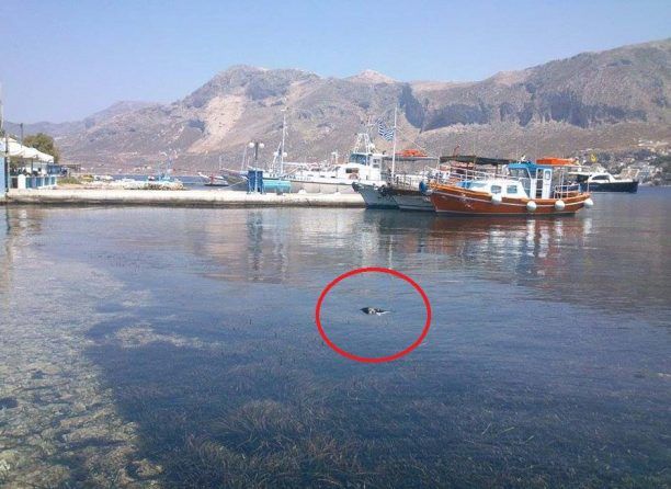 Βρήκε 2 γάτες νεκρές μέσα στην θάλασσα στο λιμάνι της Τελένδου