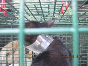 Θεσσαλονίκη: Έσωσαν τον γάτο που περιφερόταν με το στόμιο του βάζου γύρω από το λαιμό του