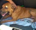 Βόλος: Συνέλαβαν τον άνδρα που έσερνε στην άσφαλτο τον σκύλο με την μηχανή του