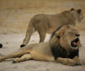 Σπαρακτικά αποκαρδιωτική η δολοφονία ενός λιονταριού και μάλιστα επί χρήμασι