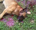 Μεσολόγγι: Αθώωσαν τον άνδρα που σκότωσε με τσεκούρι σκύλο μπροστά σ’ ένα παιδί στον Άγιο Θωμά