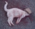 Αχαΐα: Δεν σεβάστηκαν την γάτα ούτε μετά τον θάνατο της στην Καλλιθέα Αιγιαλείας