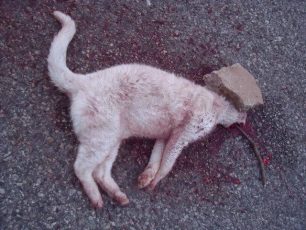 Αχαΐα: Δεν σεβάστηκαν την γάτα ούτε μετά τον θάνατο της στην Καλλιθέα Αιγιαλείας