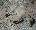 Εξόντωση αλεπούδων με φόλες στο Ποικίλο Όρος