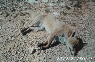 Εξόντωση αλεπούδων με φόλες στο Ποικίλο Όρος