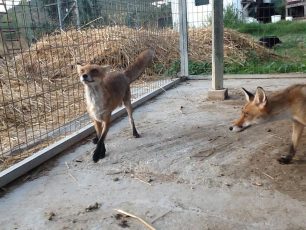 ΥΠ.Α.Α.Τ.: Κανένα κρούσμα λύσσας σε αλεπούδες από τον Μάιο του 2014