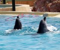 Αττικό Ζωολογικό Πάρκο: Τα δελφίνια κάνουν κωλοτούμπες γιατί έτσι οι θεατές ενημερώνονται για τη βιολογία τους!