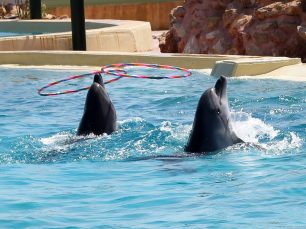 Αττικό Ζωολογικό Πάρκο: Τα δελφίνια κάνουν κωλοτούμπες γιατί έτσι οι θεατές ενημερώνονται για τη βιολογία τους!