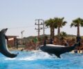 Καταδικάστηκε με αναστολή το Αττικό Ζωολογικό Πάρκο για τη χρήση δελφινιών στις παράνομες παραστάσεις τσίρκο (βίντεο)