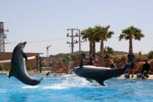 Καταδικάστηκε με αναστολή το Αττικό Ζωολογικό Πάρκο για τη χρήση δελφινιών στις παράνομες παραστάσεις τσίρκο (βίντεο)
