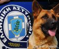 Βριλήσσια Αττικής: Συνελήφθη γυναίκα που ο σκύλος της σκότωσε Γιορκσάιρ και επιτέθηκε σε άνδρα (βίντεο)