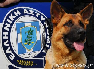 Βριλήσσια Αττικής: Συνελήφθη γυναίκα που ο σκύλος της σκότωσε Γιορκσάιρ και επιτέθηκε σε άνδρα (βίντεο)