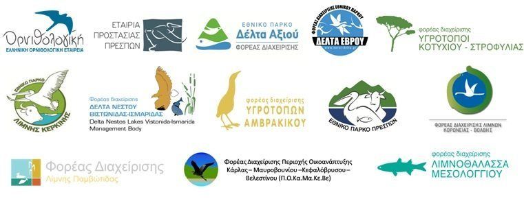 Πανελλαδική Απογραφή Πελεκάνων για πρώτη φορά! 1 ForeisPelekanoi