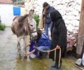 Φροντίδα στα ιπποειδή της Κρήτης 17 έως 21 Μαρτίου από το GAWF (βίντεο)