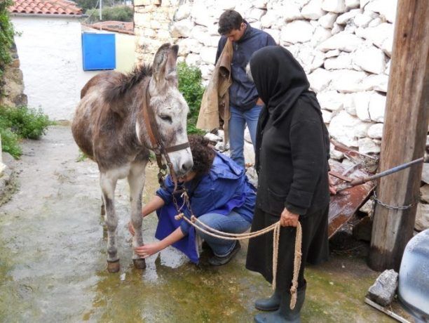 Φροντίδα στα ιπποειδή της Κρήτης 17 έως 21 Μαρτίου από το GAWF (βίντεο)