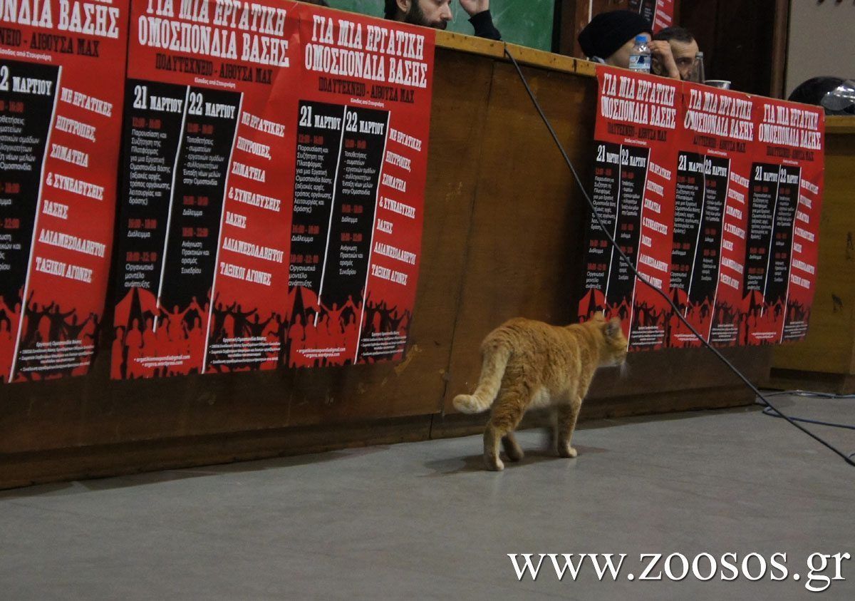 Παλεύουμε χωρίς την ουρά στα σκέλια 1 GataProsynedriakosErgova1