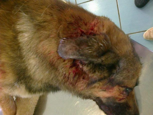 Ηράκλειο Κρήτης: 18 μήνες φυλάκιση και 5.200 ευρώ πρόστιμο επειδή πυροβόλησε σκύλο