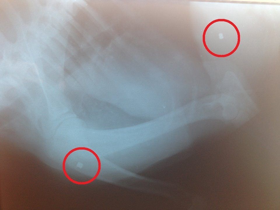 IrmaMoulkiKorinthias%20%282%29