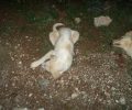 Καταδικάστηκε ερήμην ο δράστης που σκότωσε επίτηδες 2 σκυλιά με το Ι.Χ. του στην Κερατέα
