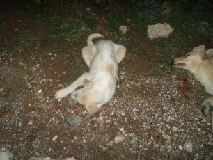 Καταδικάστηκε ερήμην ο δράστης που σκότωσε επίτηδες 2 σκυλιά με το Ι.Χ. του στην Κερατέα