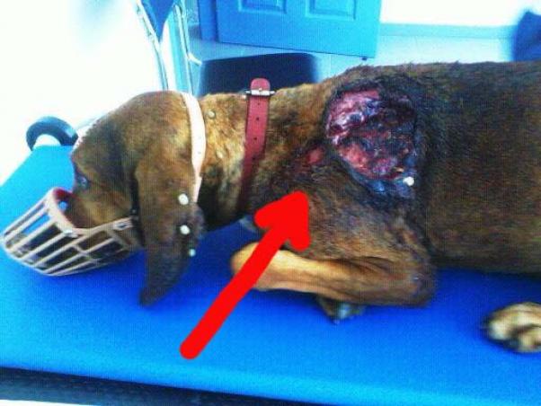 Κέρκυρα: Σκυλί πυροβολημένο με κυνηγετικό όπλο αργοπέθαινε στην άκρη του δρόμου