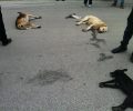 17 σκυλιά νεκρά από φόλες στην Κομοτηνή...