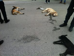 17 σκυλιά νεκρά από φόλες στην Κομοτηνή...