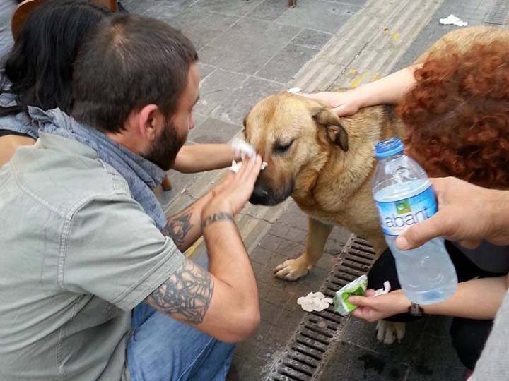 Διαδηλωτές που νοιάζονται για τα ζώα σε Τουρκία και Ελλάδα 4 KonstantinoupoliSkylos