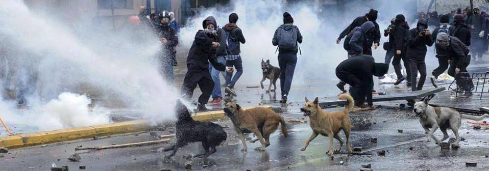Διαδηλωτές που νοιάζονται για τα ζώα σε Τουρκία και Ελλάδα 1 KonstantinoupoliSkylos3