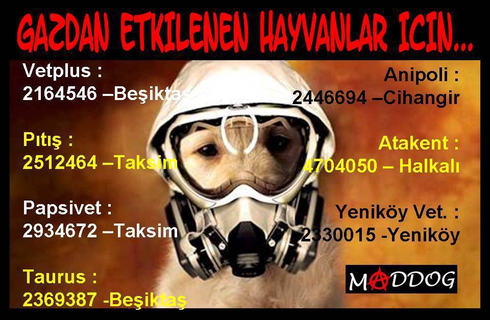 Διαδηλωτές που νοιάζονται για τα ζώα σε Τουρκία και Ελλάδα 12 KonstantinoupolisSkylos9