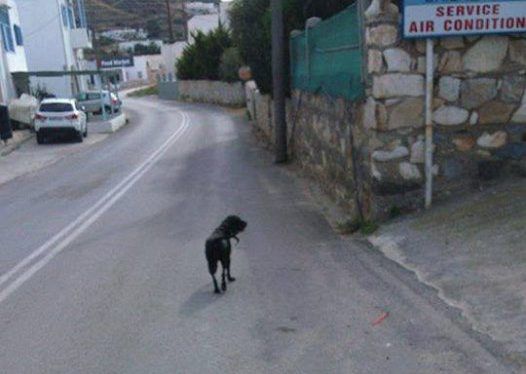 Το Λύκειο Νάουσας Πάρου αποφάσισε να υιοθετήσει την αδέσποτη σκυλίτσα 1 LykeioNaousasParouSkylitsa