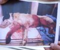 Μοιρέικα Αχαΐας: Κυνηγός εκτέλεσε τον σκύλο στην αυλή του σπιτιού του ιδιοκτήτη του