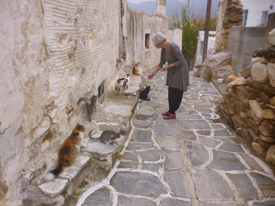 Με τη βοήθεια των ξένων στειρώνουν τις αδέσποτες γάτες στην Πάρο 2 ParosGatoulesMarpissa