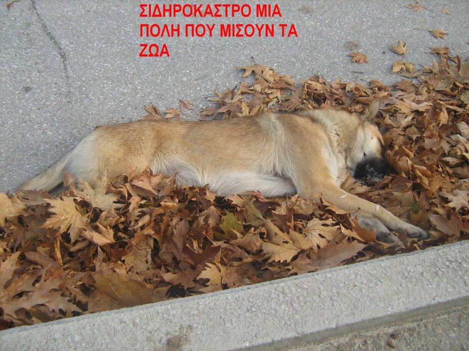 Στο βουνό ξεφορτώνεται ο Δήμος Σιντικής τ’ αδέσποτα; 1 Sidirokastro