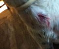 Λέσβος: Στις 3-9-2013 η δίκη του 55χρονου που πυροβόλησε δύο σκυλιά με αεροβόλο