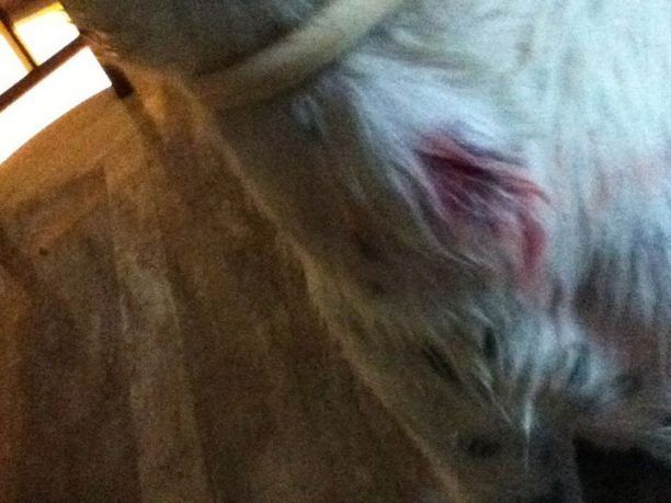 Μυτιλήνη: Τον καταδίκασαν για το σκυλί που πυροβόλησε με αεροβόλο