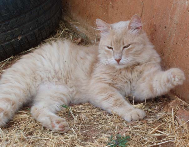 VaskasGatos