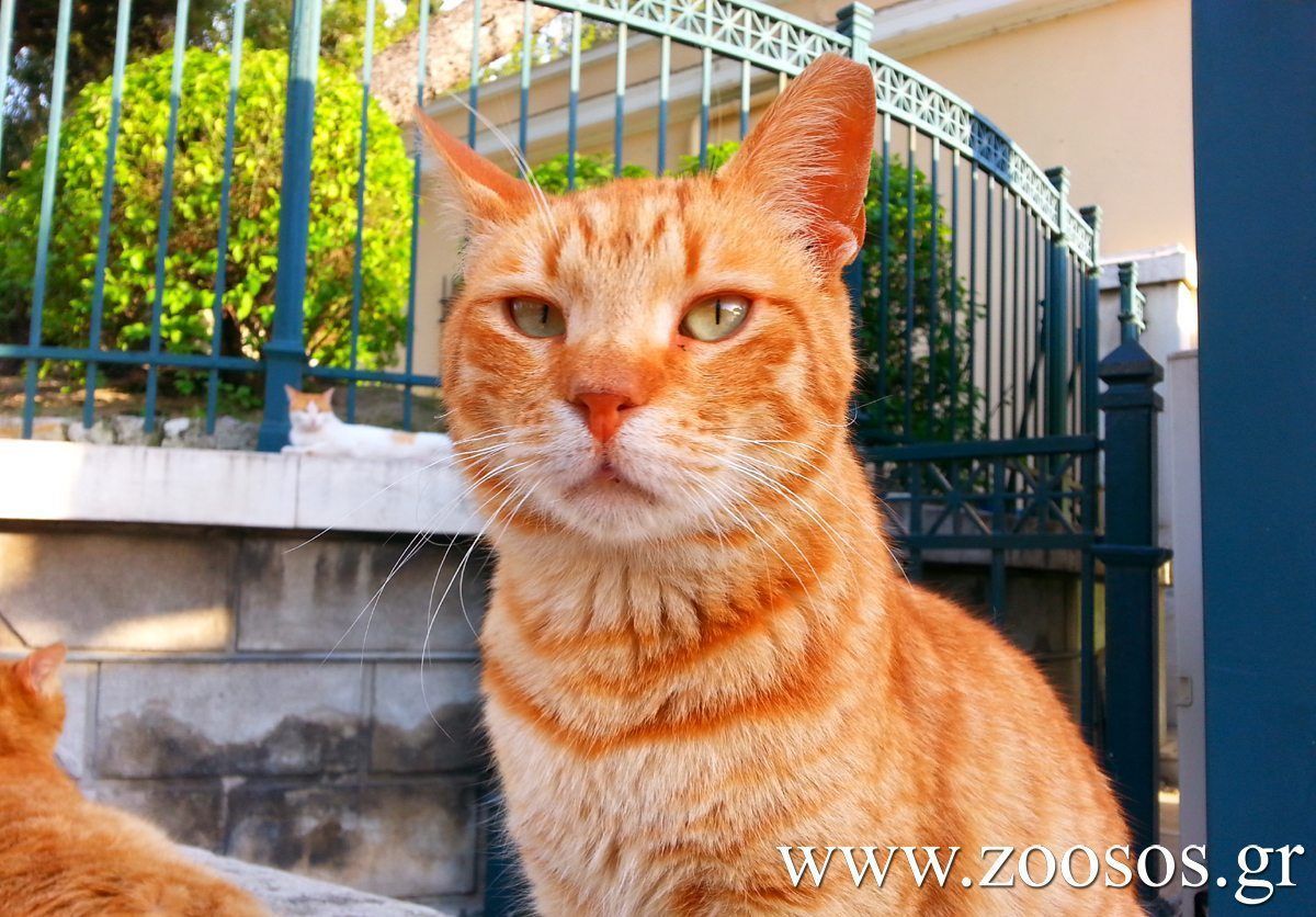 Οι αίλουροι της Βουλής των Ελλήνων 1 VouliGates1