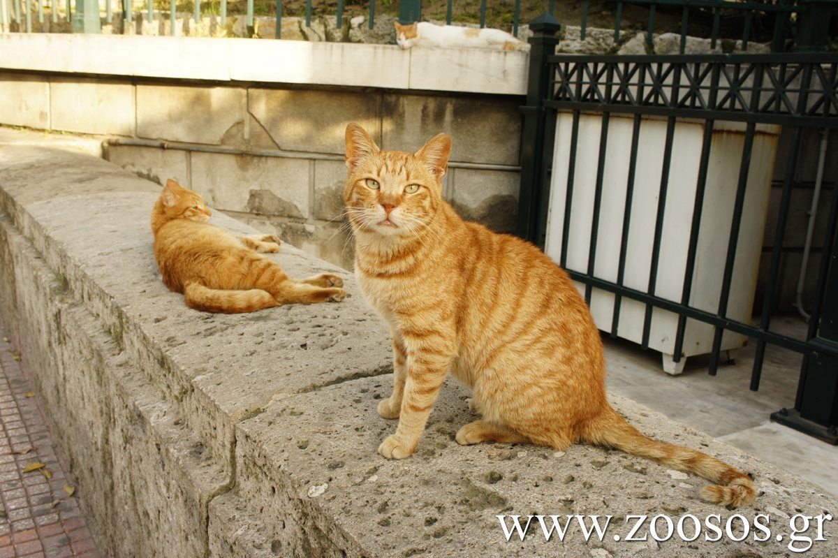 Οι αίλουροι της Βουλής των Ελλήνων 3 VouliGates4