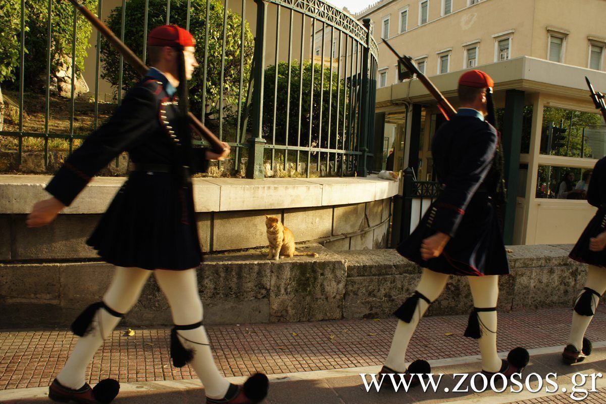 Οι αίλουροι της Βουλής των Ελλήνων 5 VouliGates6