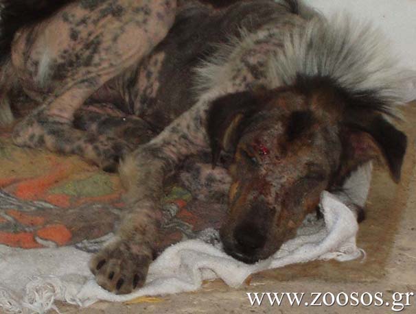 Η αγάπη τους έσωσε τον άρρωστο σκύλο που περιφερόταν εξαθλιωμένος στα Βαλιμίτικα Αιγίου