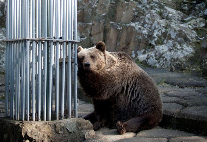 ZooThessalonikisMoutafis(1)